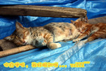 �A�۫K��, �ڦn���V�r... zzZZZ~~