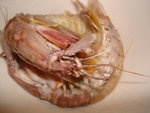 DSC07061