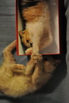 DSC_0220