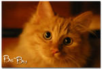 Bebu