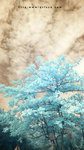Photo15