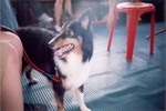 lca_roll6i