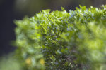 IMG_4020_S