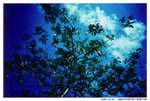 lomolca00000021 2010-07-26