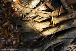 20D_IMG_004238