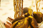 20D_IMG_007347