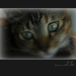 ViVi 3