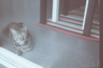 Vi Vi 2