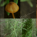 MUSHROOM