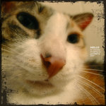 MY HELLO 2
