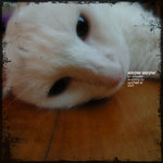 MY MEOW MEOW 2