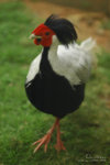 Chicken