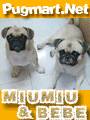 littlefatpug2