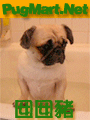 luiluipig