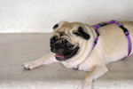 Co_Hachai_2004_007