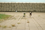 Co_Hachai_2004_008