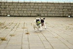 Co_Hachai_2004_009