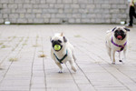 Co_Hachai_2004_010