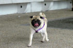 Co_Hachai_2004_012