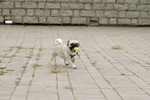 Co_Hachai_2004_013