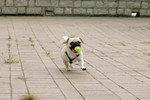 Co_Hachai_2004_014