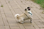 Co_Hachai_2004_024