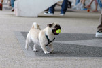 Co_Hachai_2004_029