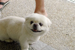 Co_Hachai_2004_030