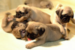 Cola_Pudin_BB001