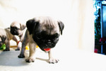 Cola_Pudin_BB008