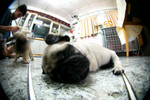 Cola_Pudin_BB009