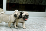Cola_Pudin_2004_2_004