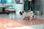 Cola_Pudin_2004_2_005