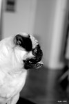 20040120_010_800