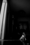 cuda_home_2004