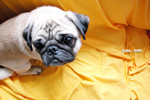 cuda_on the sofa_2004