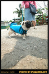 BBQ_Dog_Party_2004_003