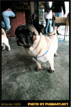 BBQ_Dog_Party_2004_013