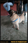 BBQ_Dog_Party_2004_014