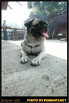 BBQ_Dog_Party_2004_015