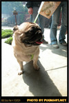 BBQ_Dog_Party_2004_016