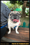 BBQ_Dog_Party_2004_017