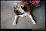BBQ_Dog_Party_2004_019