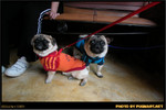 BBQ_Dog_Party_2004_021
