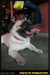 BBQ_Dog_Party_2004_025