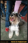 BBQ_Dog_Party_2004_027