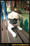 BBQ_Dog_Party_2004_031