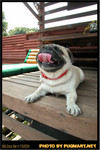 BBQ_Dog_Party_2004_032