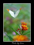 DSC_bbbb4029