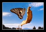 Graphium doson �����C��1